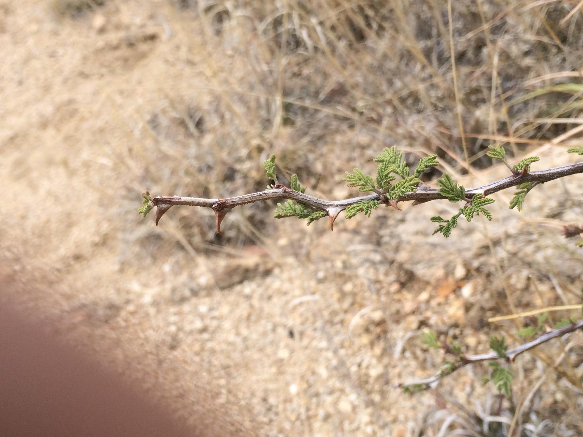 Mimosa aculeaticarpa